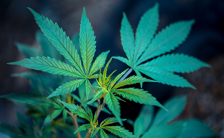 What Should Consumers Look for When Choosing Delta-9 THC Products to Ensure They Are Safe and Effective for Wellness Use?